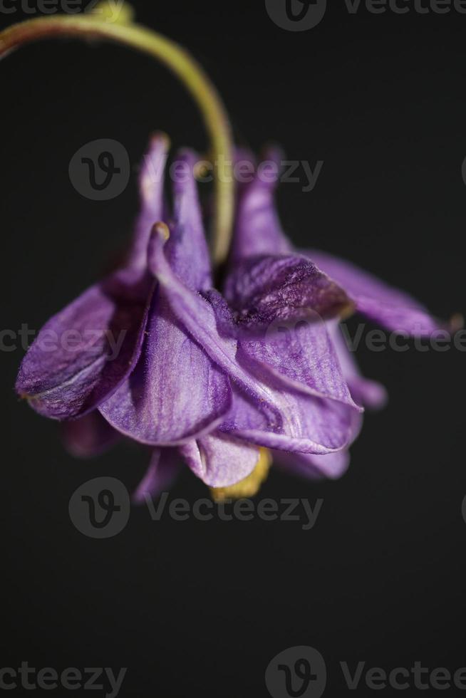 Blume blühender Hintergrund Aquilegia vulgaris Familie Ranunculaceae foto
