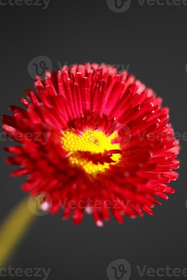 blume blüte nahaufnahme bellis perennis l. Familie Compositae modern foto