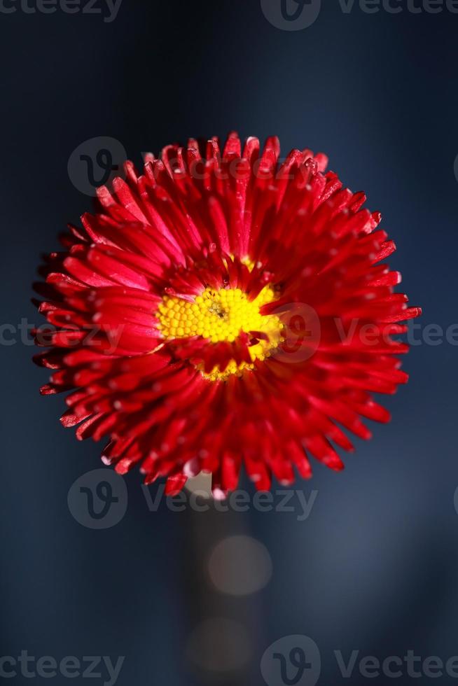 blume blüte nahaufnahme bellis perennis l. Familie Compositae modern foto