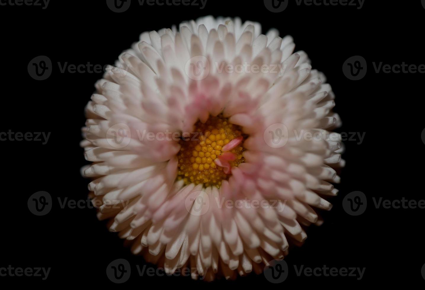 blütenblüte bellis perennis l. Familie Compositae moderner Hintergrund foto