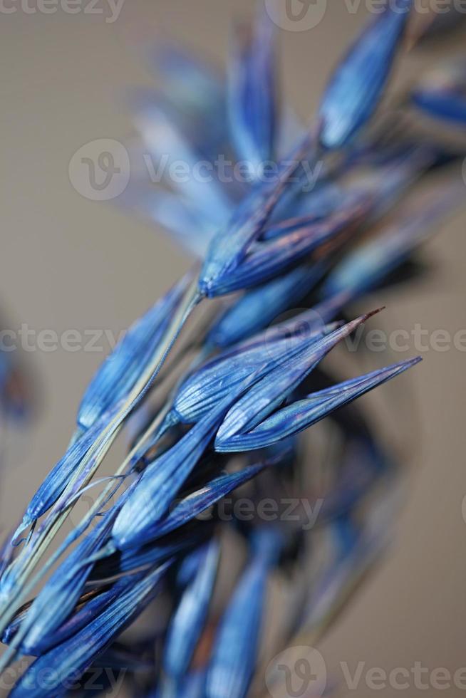 Dekoration Weizen blau gefärbt botanischer Trieb Triticum aestivum foto