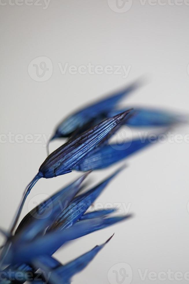 Dekoration Weizen blau gefärbt botanischer Trieb Triticum aestivum foto