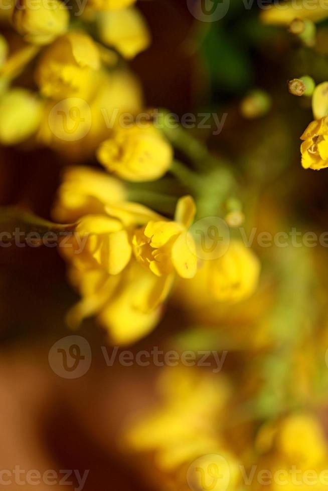 Blume Blüte Berberis Aquifolium Familie Berberidaceae Nahaufnahme drucken foto