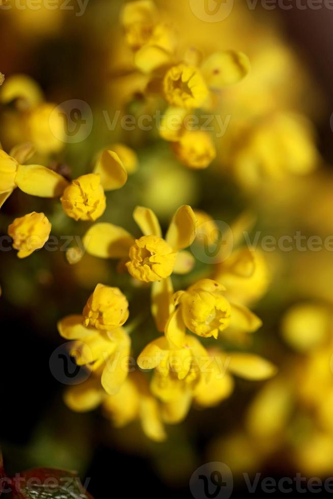 Blume Blüte Berberis Aquifolium Familie Berberidaceae Nahaufnahme drucken foto