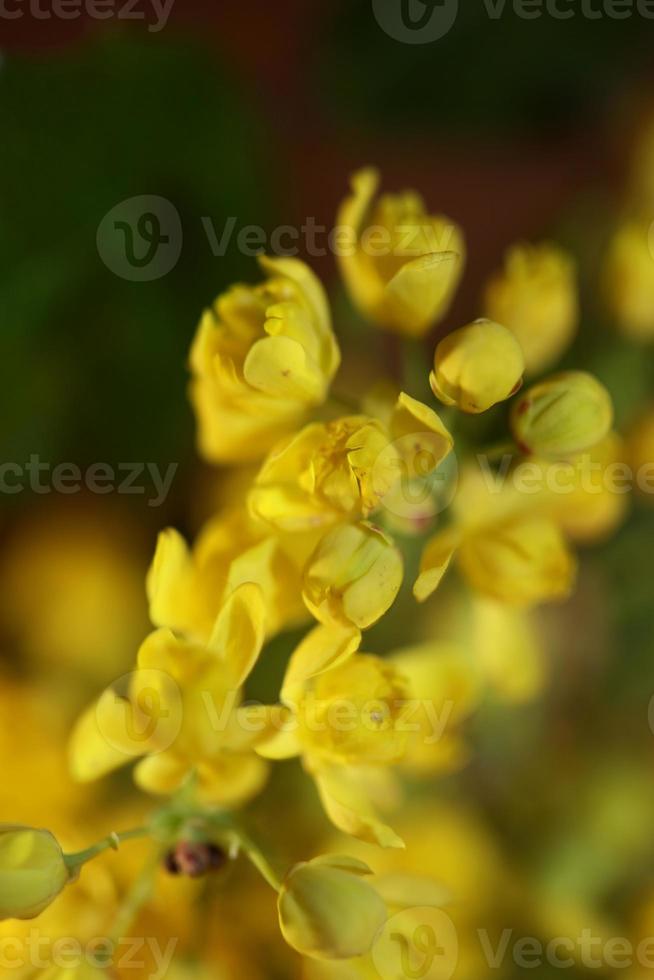 Blume Blüte Berberis Aquifolium Familie Berberidaceae Nahaufnahme drucken foto