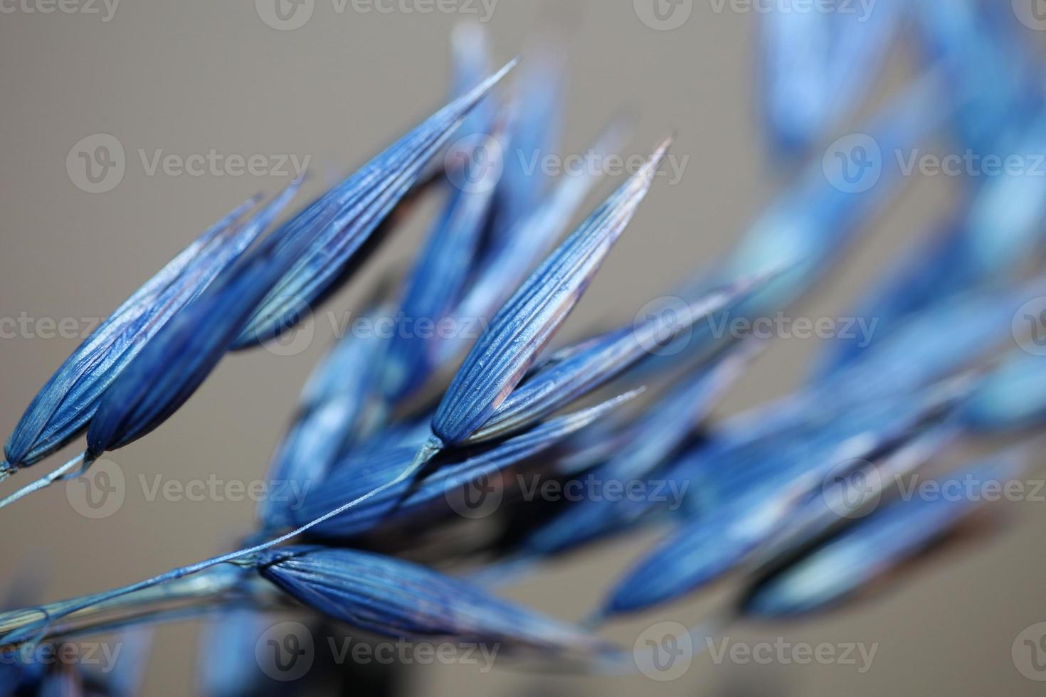 Dekoration Weizen blau gefärbt botanischer Trieb Triticum aestivum foto