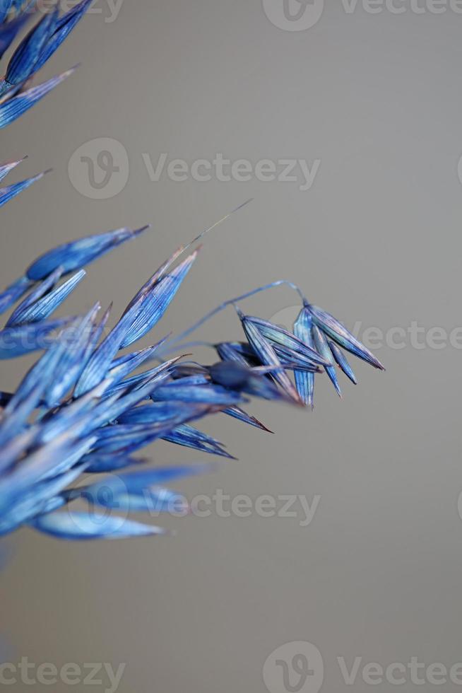 Trockendekor Weizen in blauer Farbe Triticum aestivum Familie Poaceae foto