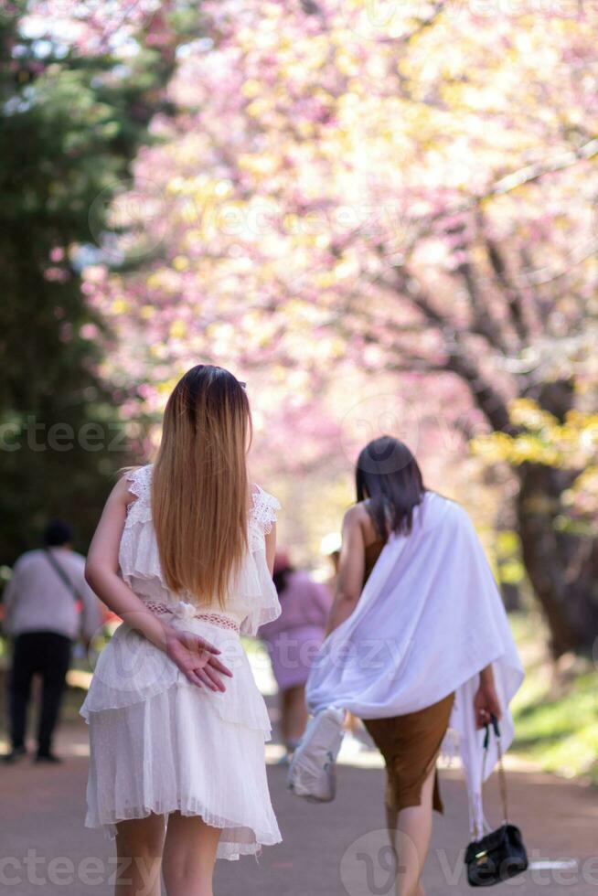 Frau Gehen Kirsche blühen Pfad zu sehen schön Landschaft von Rosa Kirsche Blüten entlang Straße gesegnet im Winter. Frau Reise Reise entlang Pfad von schön Rosa Kirsche Blüten im voll blühen gesegnet foto