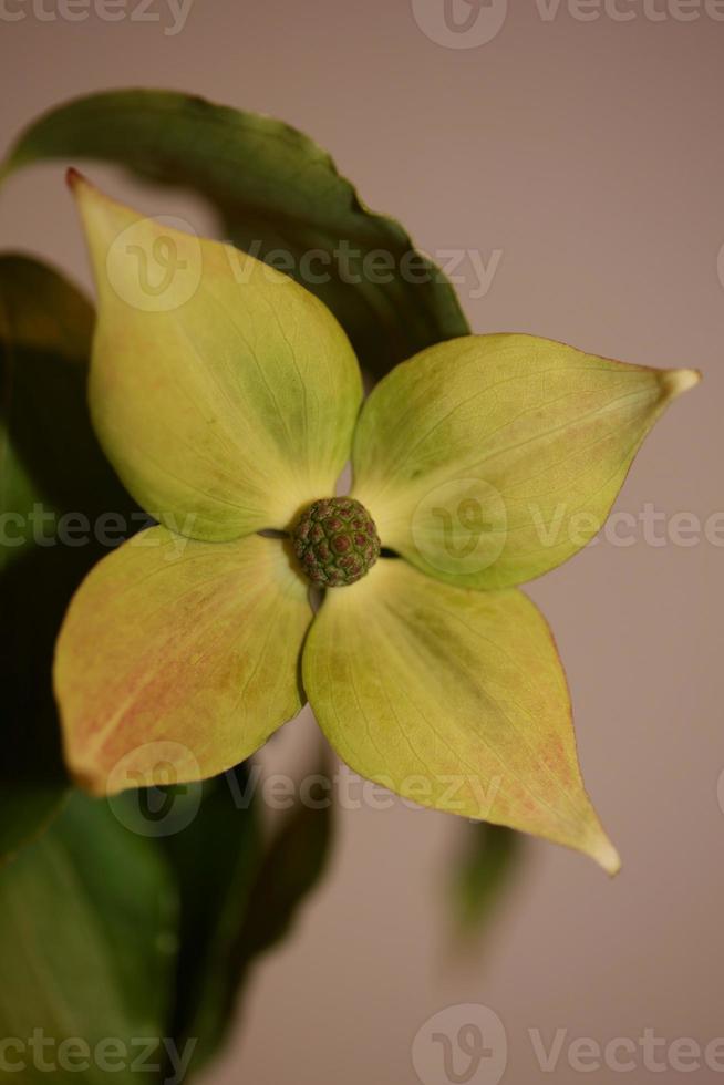 Blume Blüte Nahaufnahme Cornus Kousa Familie Cornaceae botanische Makro foto