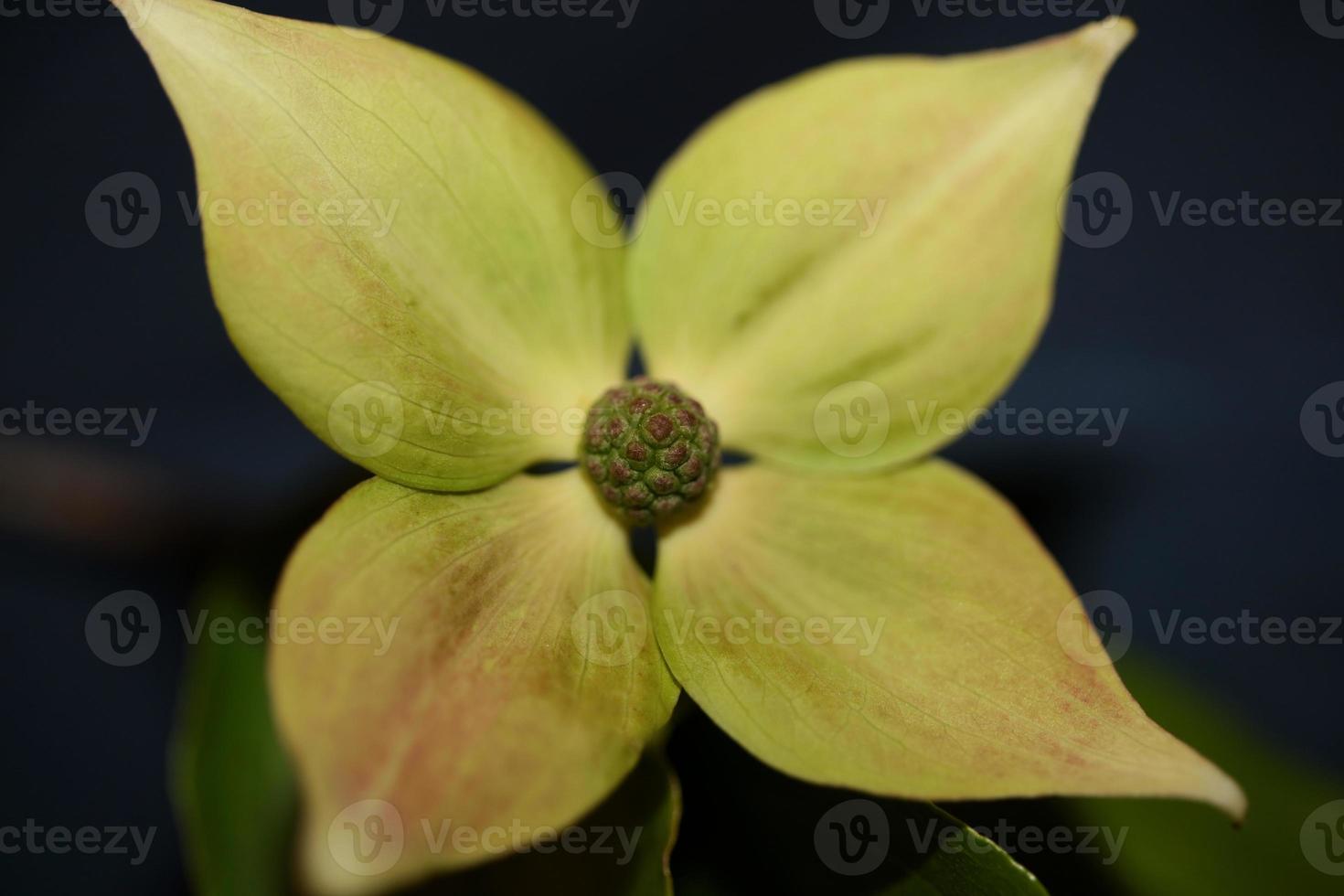 Blume Blüte Nahaufnahme Cornus Kousa Familie Cornaceae botanische Makro foto