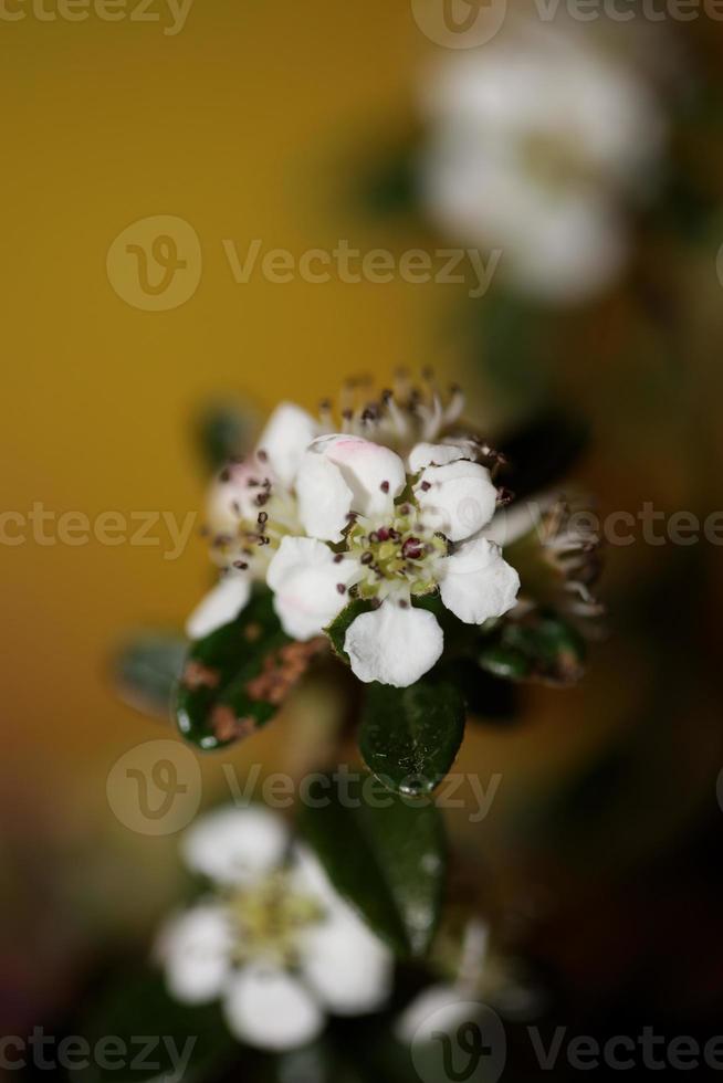 Blume Blüte Nahaufnahme Zwergmispel Dammeri Familie Rosaceae botanicaly foto