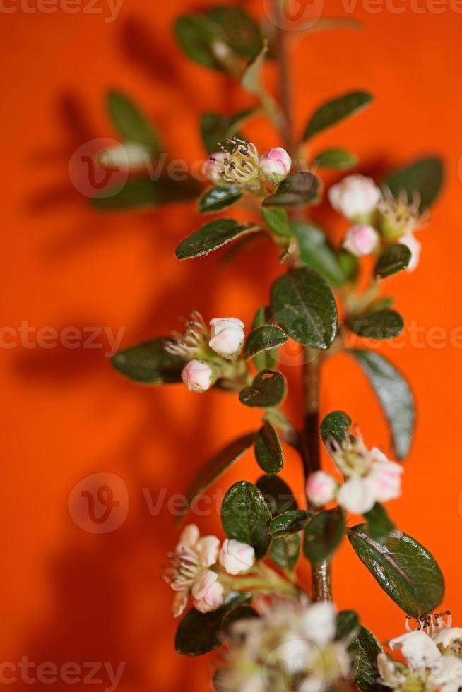 Blume Blüte Nahaufnahme Zwergmispel Dammeri Familie Rosaceae botanicaly foto