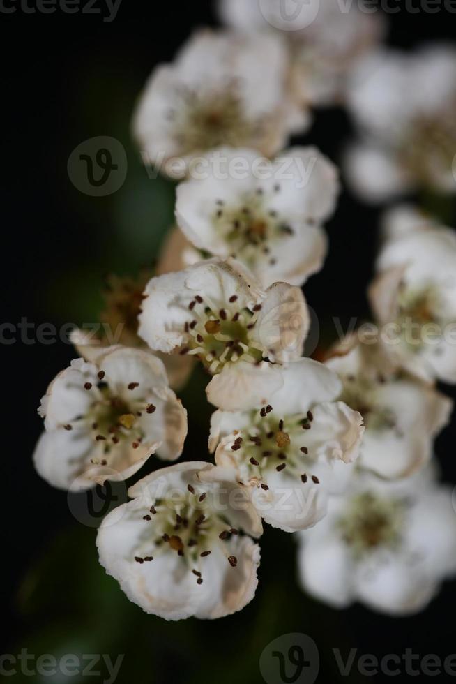 Blume Blüte Nahaufnahme in Crataegus Monogyna Familie Rosaceae Makro foto