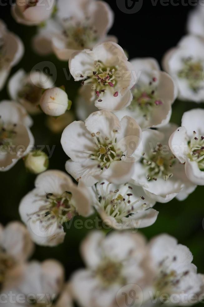 Blume Blüte Nahaufnahme Crataegus Monogyna Familie Rosaceae botanicaly foto