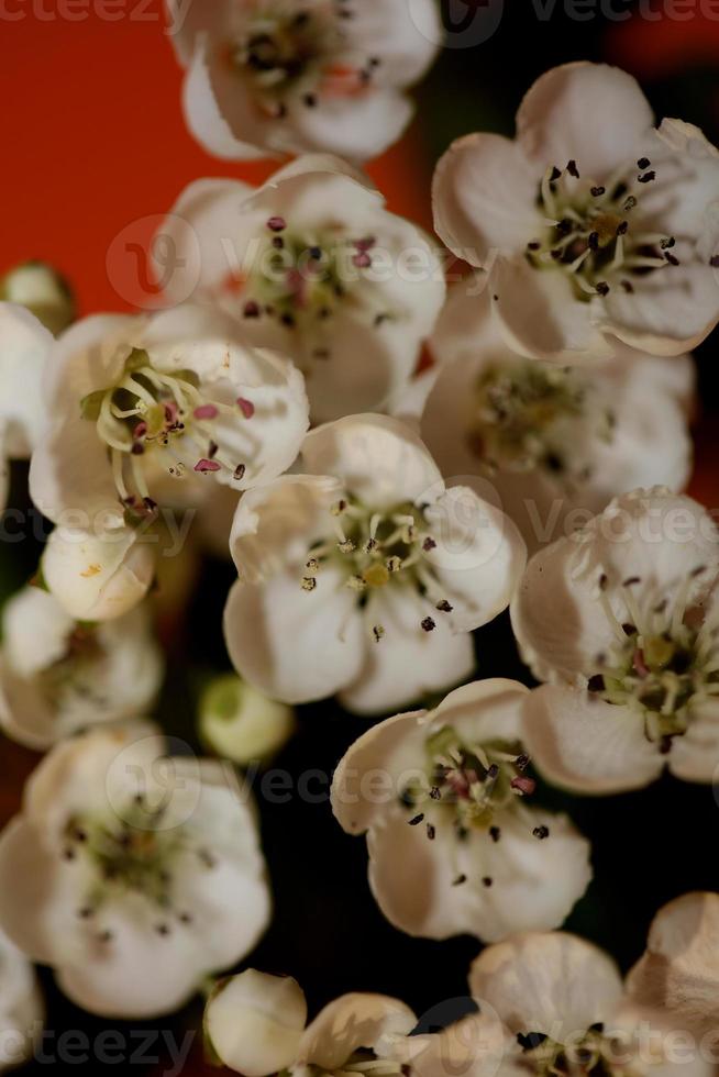 Blume Blüte Nahaufnahme Crataegus Monogyna Familie Rosaceae botanicaly foto