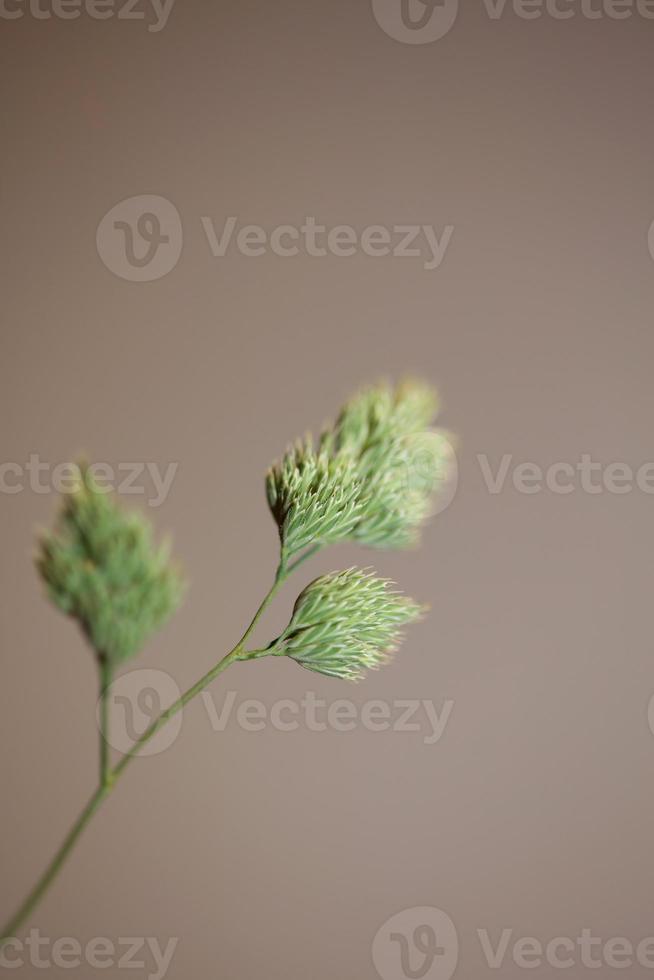 Blume Nahaufnahme Hintergrund moderne Dactylis Glomerata Familie Poaceae foto