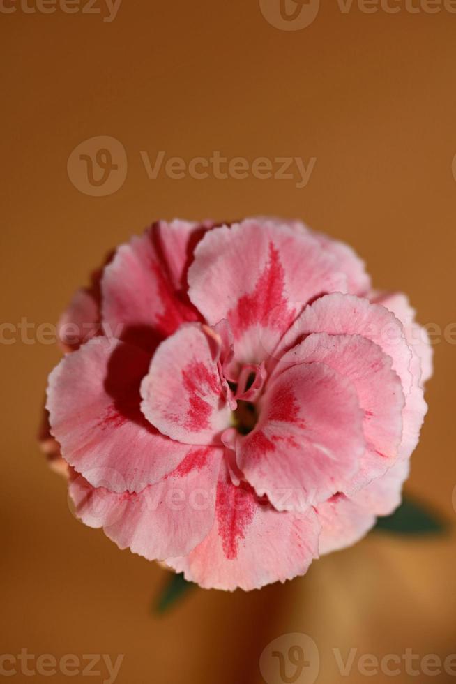 Blume Blüte Makro Dianthus Caryophyllus Familie Caryophyllaceae foto