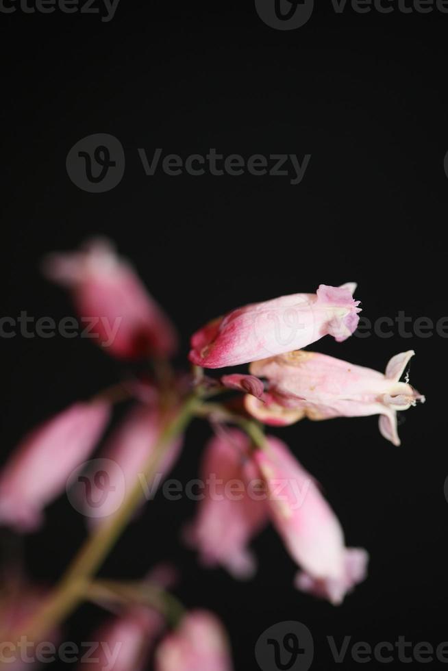 Blume Blüte Nahaufnahme Dicentra Formosa Familie Papaveraceae foto