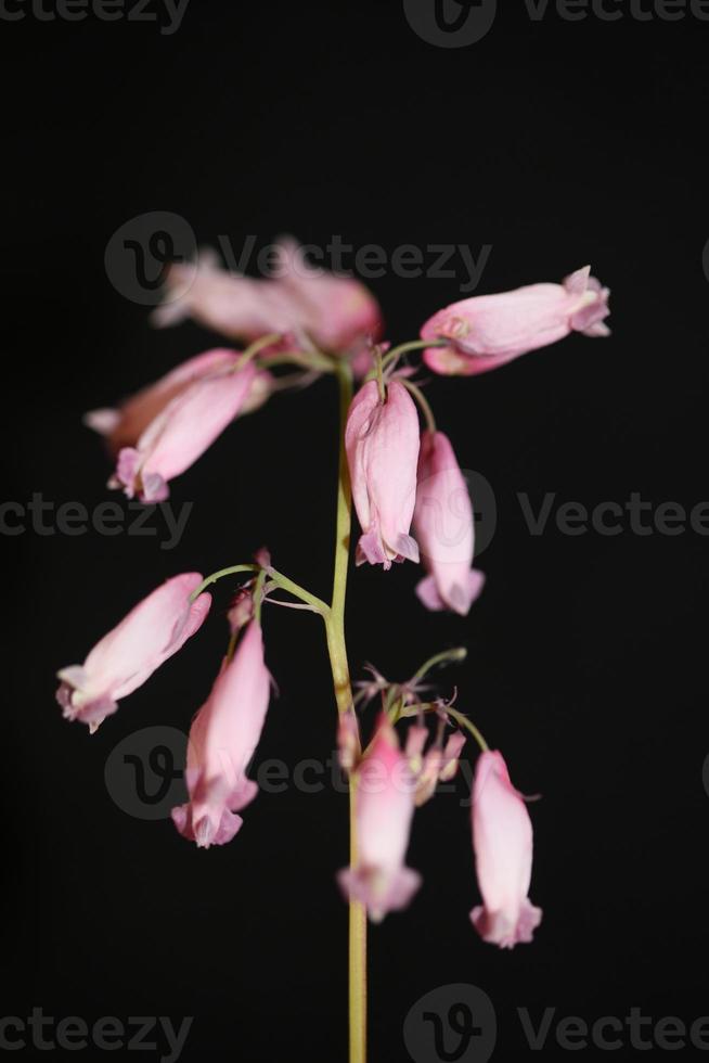 Blume Blüte Nahaufnahme Dicentra Formosa Familie Papaveraceae foto