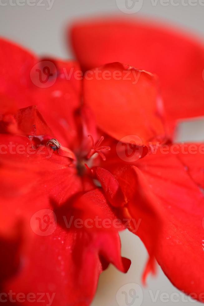 Geranienblume Nahaufnahme Familie Geraniaceae Hintergrund botanischer Druck foto