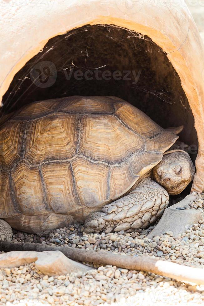 afrikanische Spornschildkröte foto