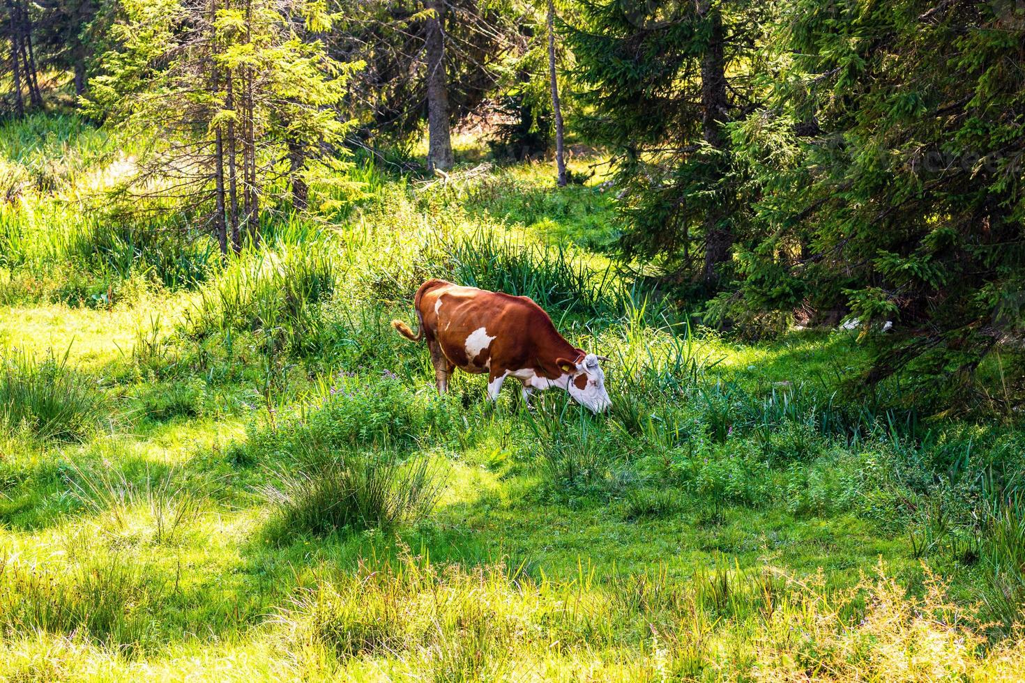 Kuh steht und weidet auf einer Wiese, sonniger Tag foto