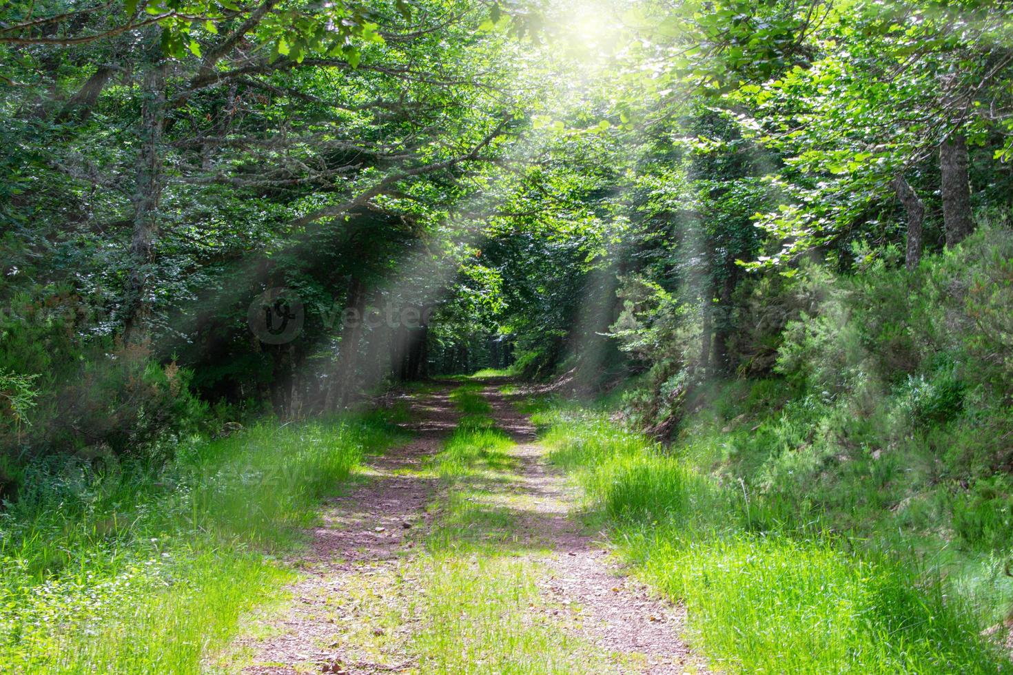 Pfad im Wald mit Lichtstrahlen durch die Bäume foto