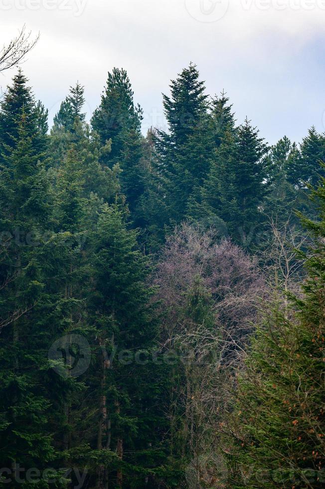 die Majestät des stillen immergrünen Waldes, Winterphänomen. foto