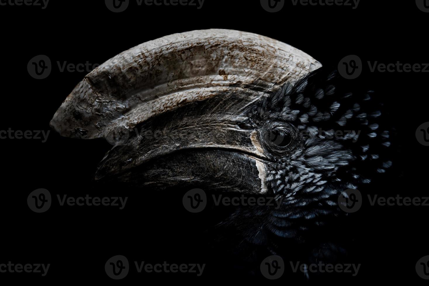 Silberwangen-Nashornvogel und sein Porträt foto
