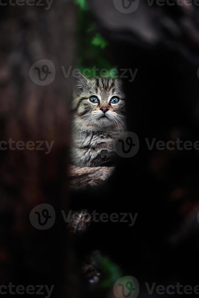 europäische wildkatze detail porträt katze kätzchen foto
