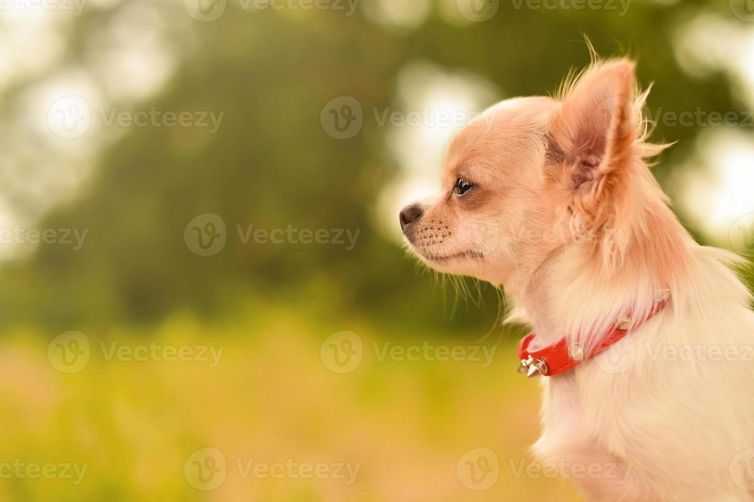 Nahaufnahme eines Chihuahua-Welpen, der im Freien zur Seite schaut foto