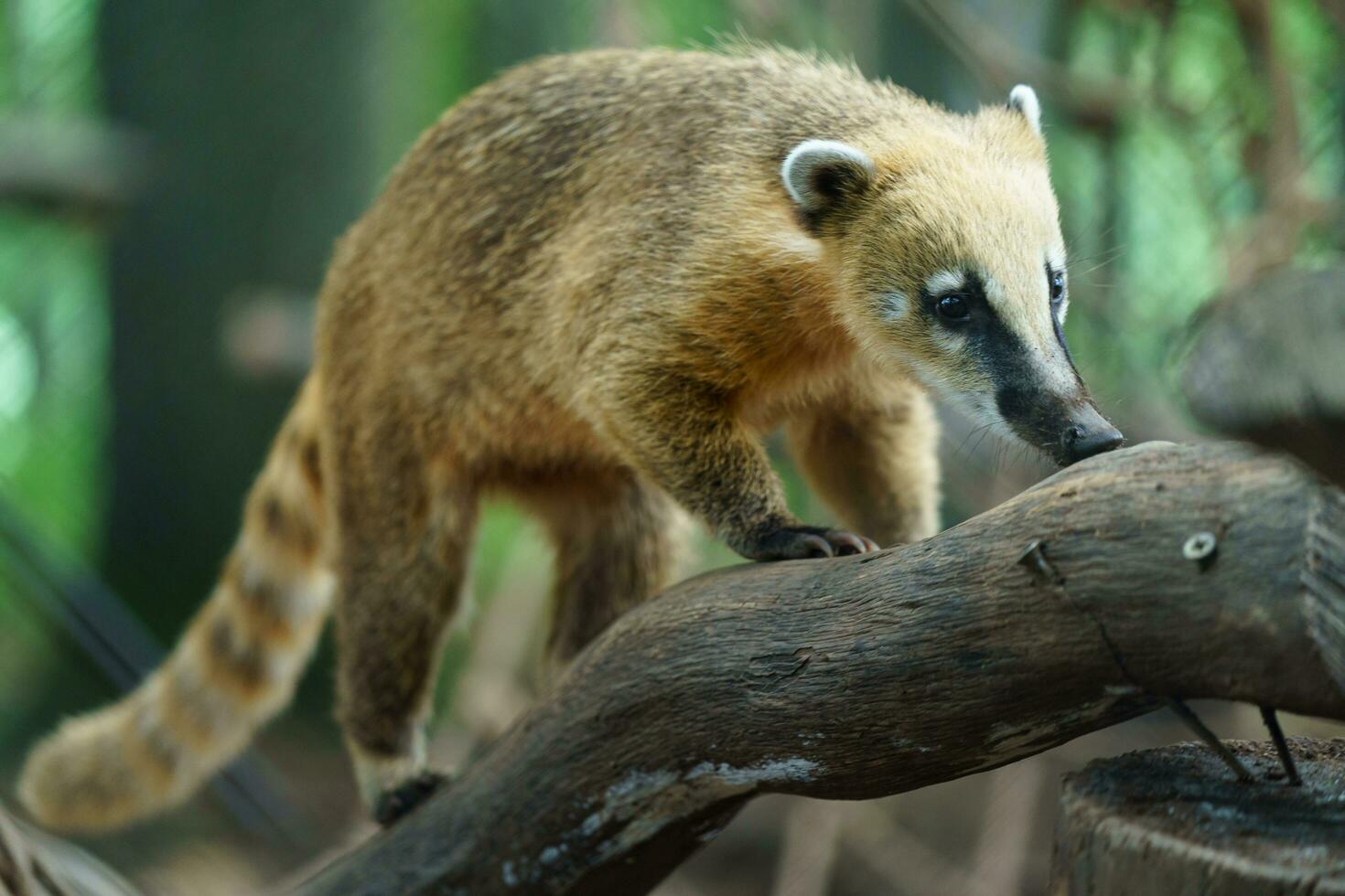 braun Nase Coati auf Ast foto