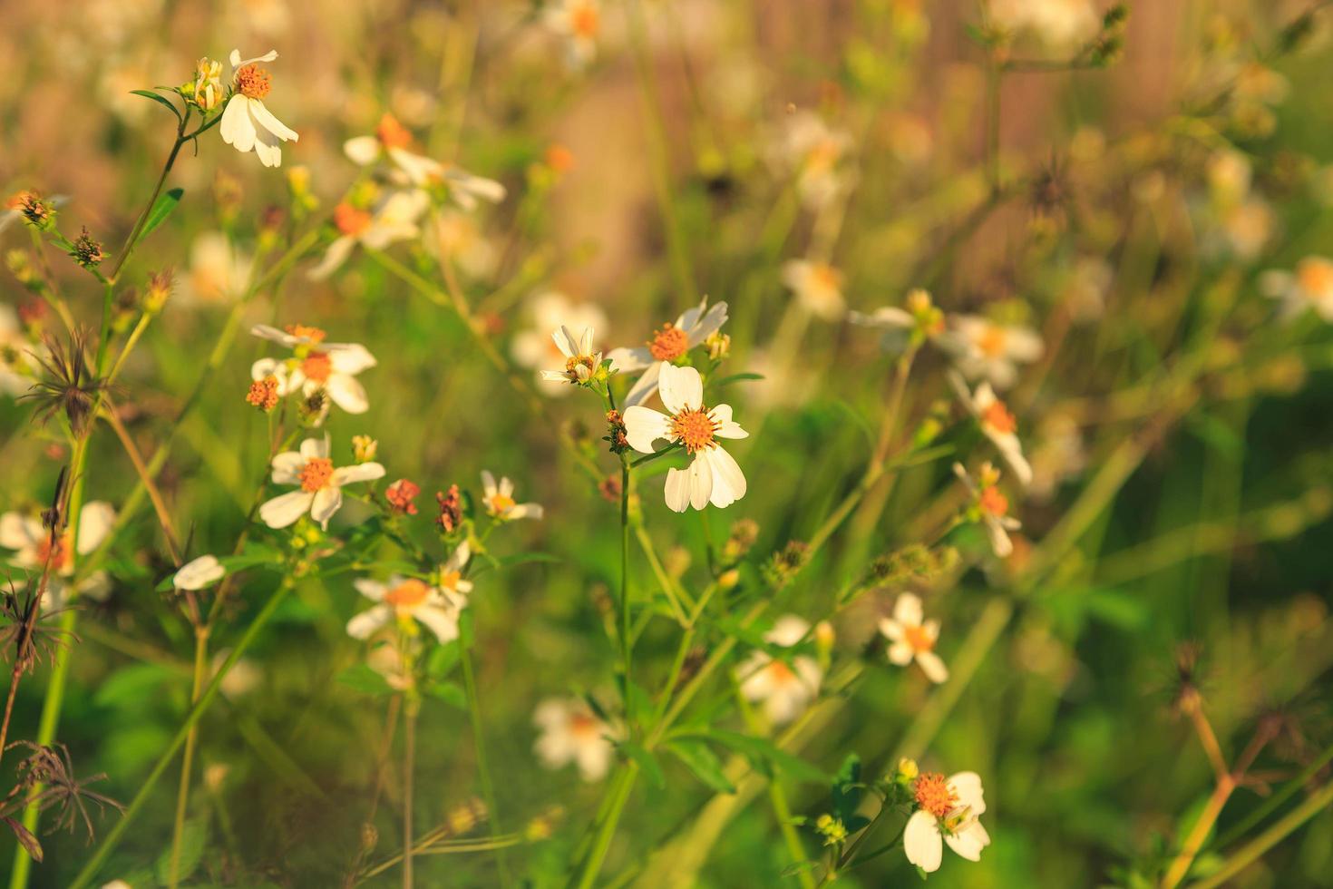 blumen gänseblümchen im sommer frühling sommer natur foto