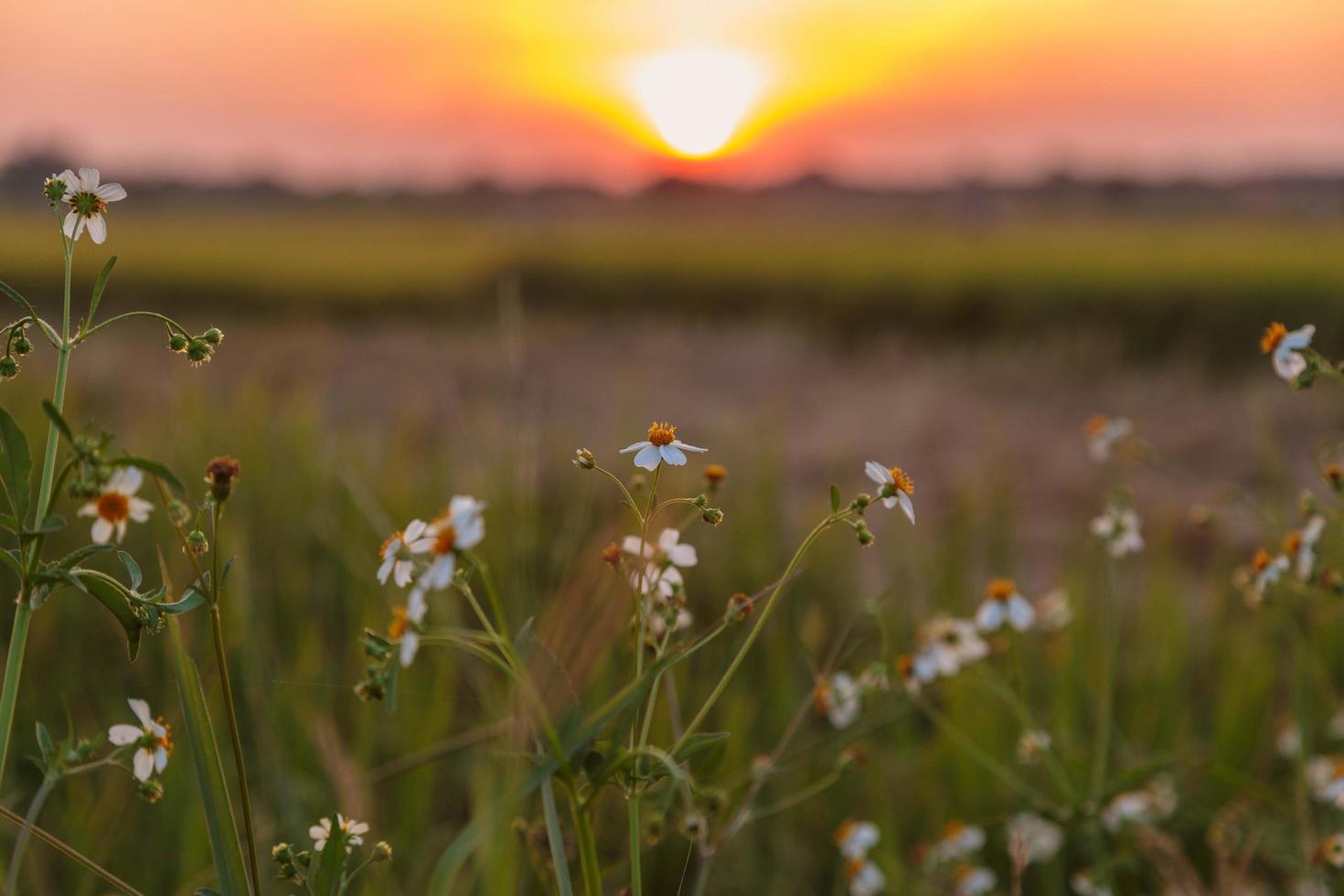 der blumen- und sonnenuntergangshintergrund foto