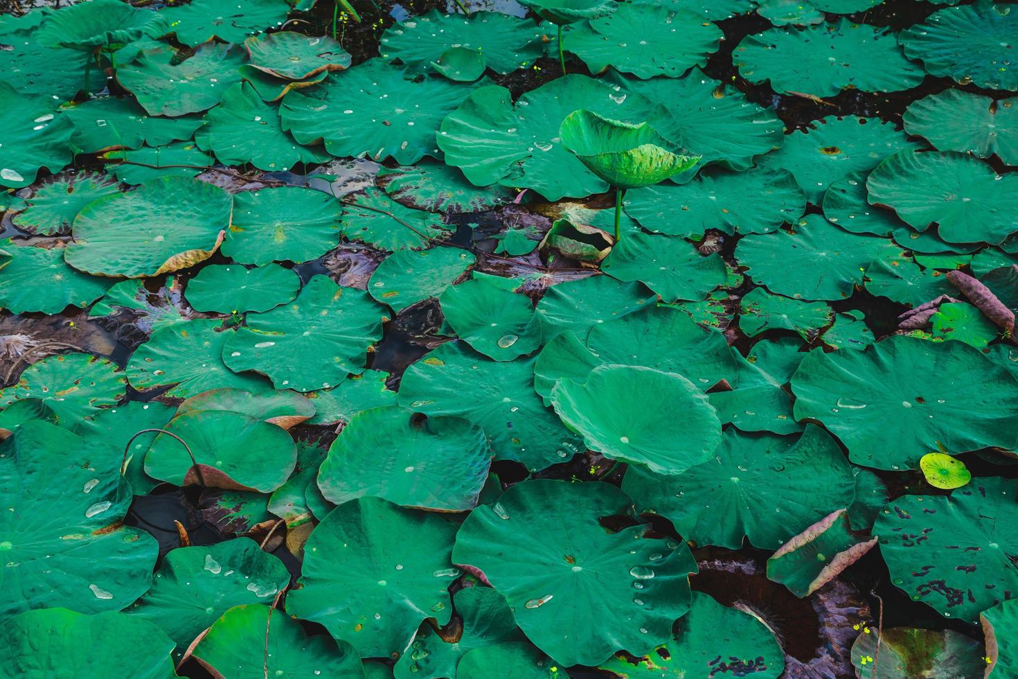 Lotusbaum und Lotusblatthintergrund foto