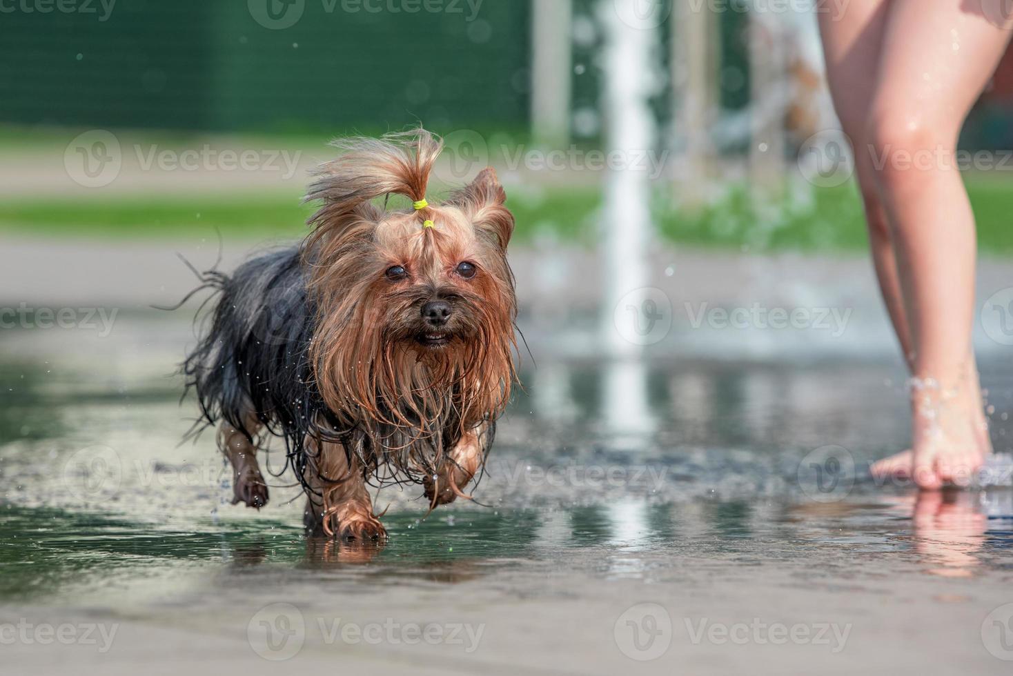 Hitze nasser Yorkshire Terrier badet in einem Fußgängerbrunnen foto