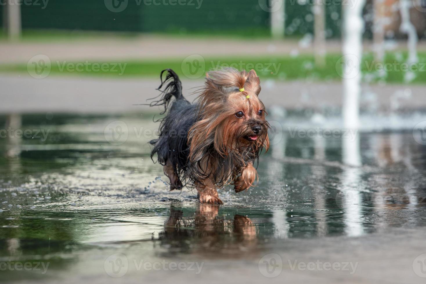 Hitze nasser Yorkshire Terrier badet in einem Fußgängerbrunnen foto