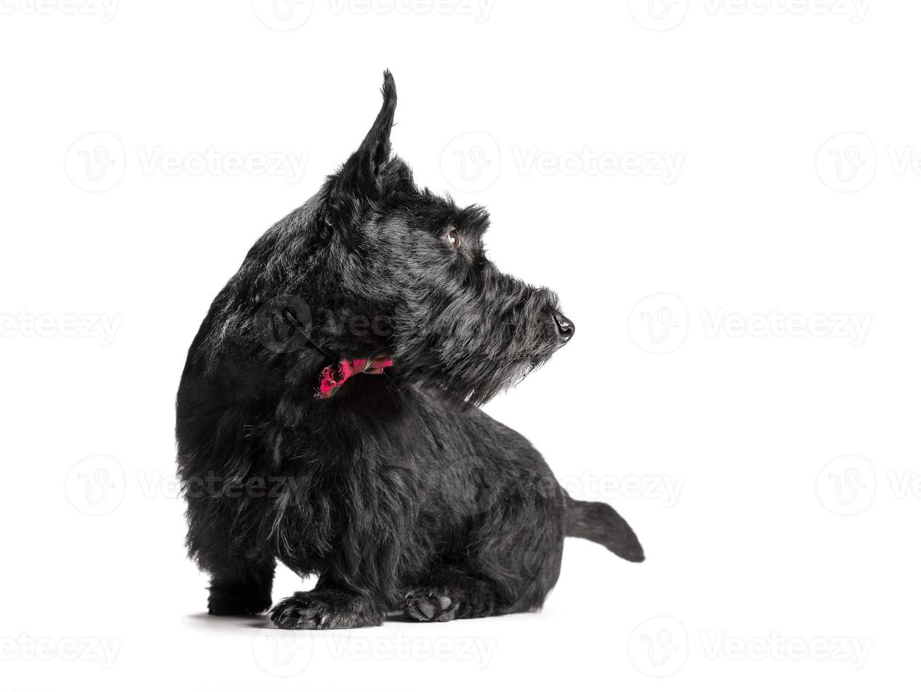 Schwarzer Scottish Terrier Welpe auf weißem Hintergrund foto