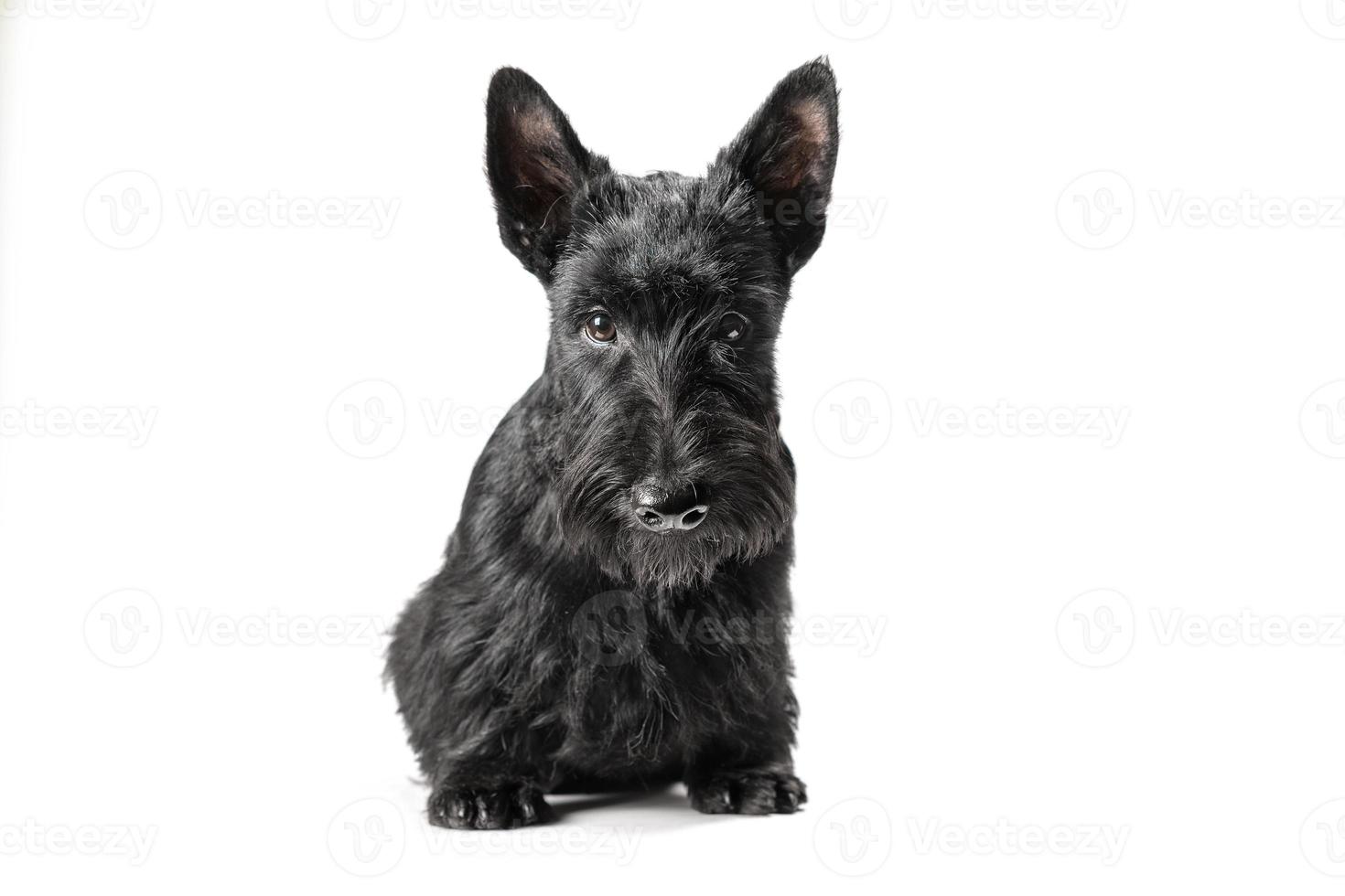 Schwarzer Scottish Terrier Welpe auf weißem Hintergrund foto