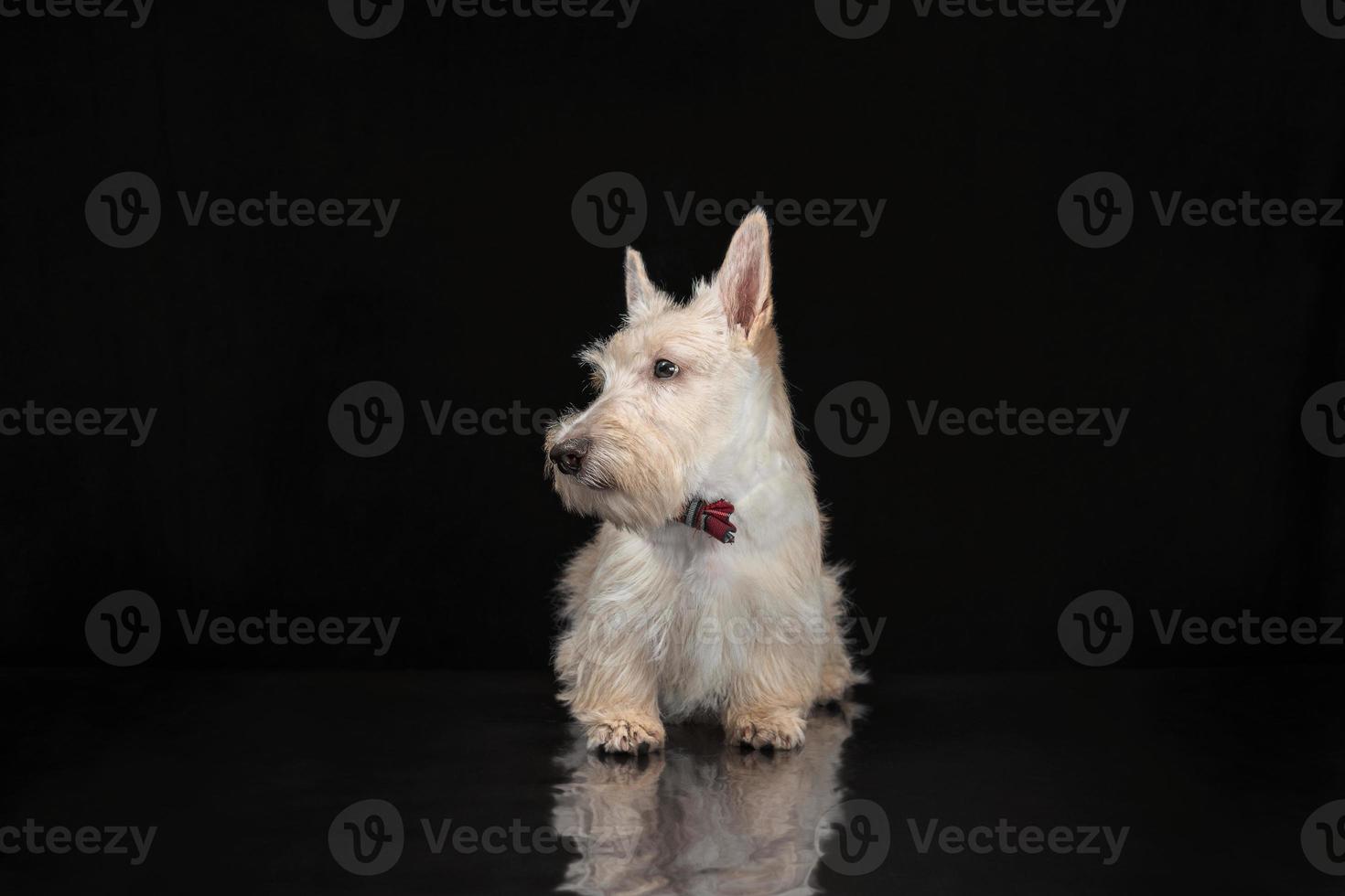 Weißer Scottish Terrier Welpe auf dunklem Hintergrund foto