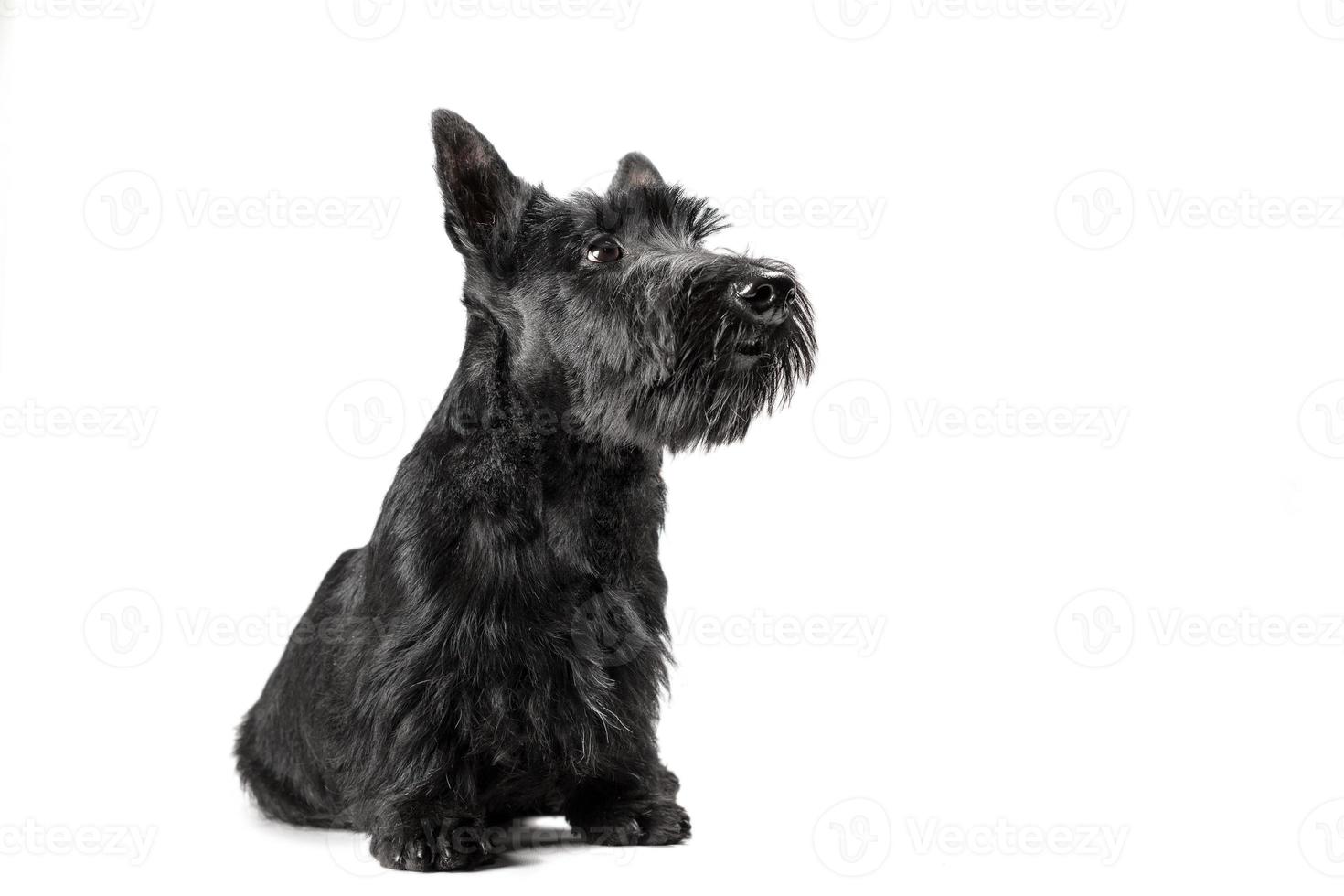 Schwarzer Scottish Terrier Welpe auf weißem Hintergrund foto