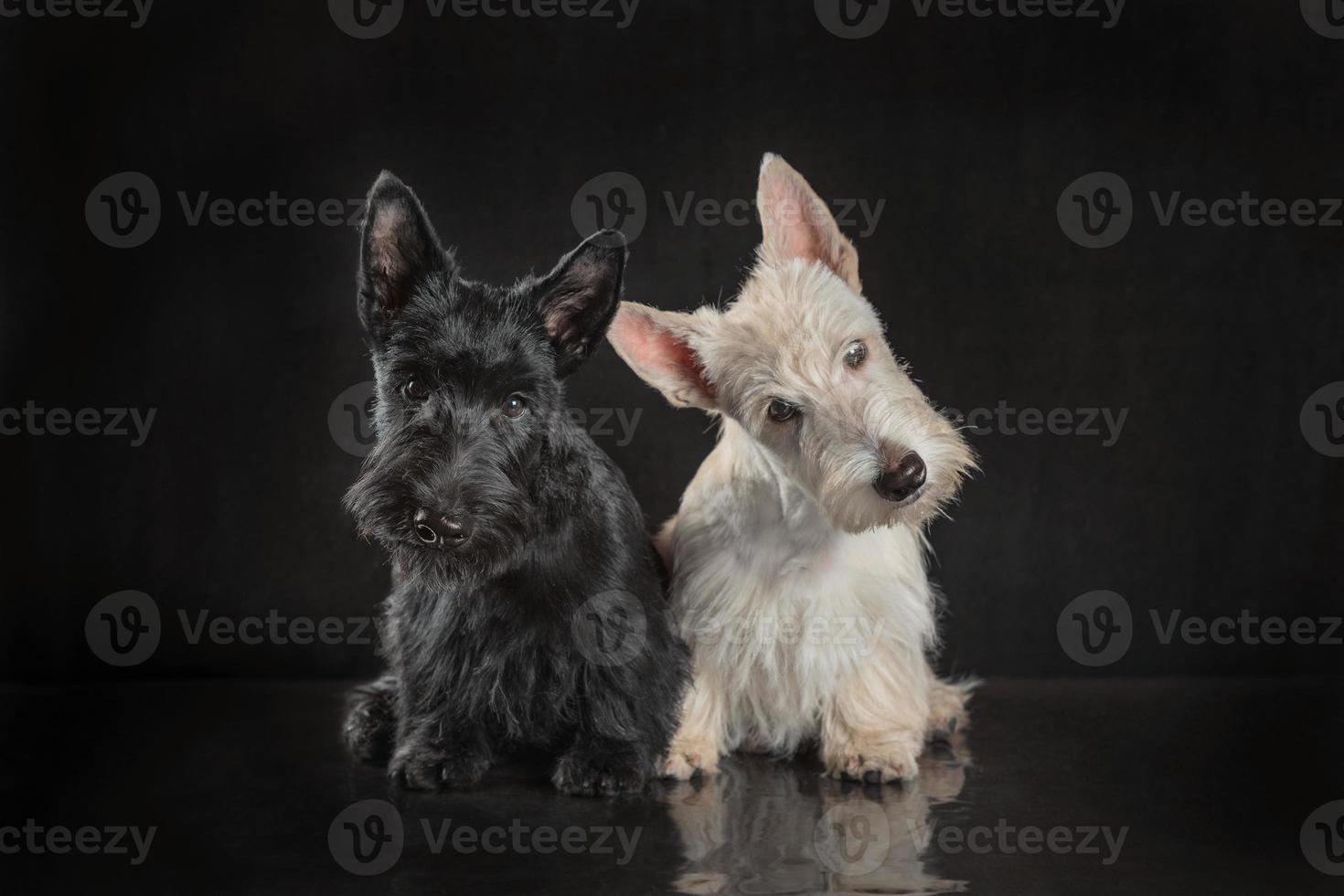 Paar schwarz-weiße Scottish Terrier Welpen auf dunklem Hintergrund foto