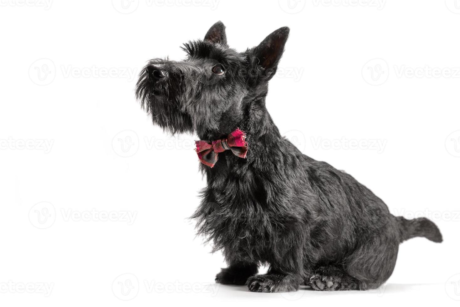 Schwarzer Scottish Terrier Welpe auf weißem Hintergrund foto