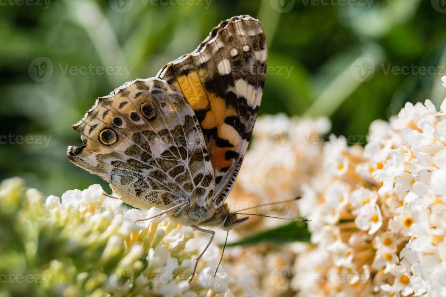 Schmetterling Vanessa Cardui oder Cynthia Cardui im Garten foto