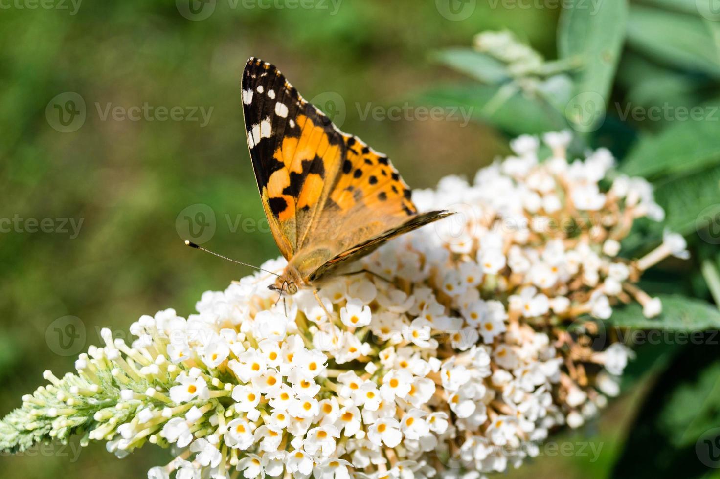 Schmetterling Vanessa Cardui oder Cynthia Cardui im Garten foto