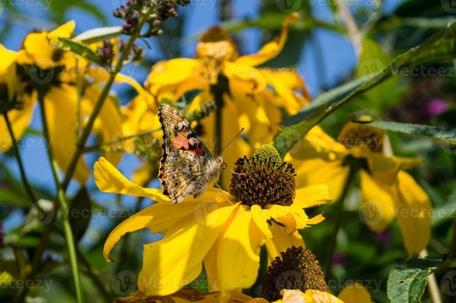 Schmetterling Vanessa Cardui oder Cynthia Cardui im Garten foto