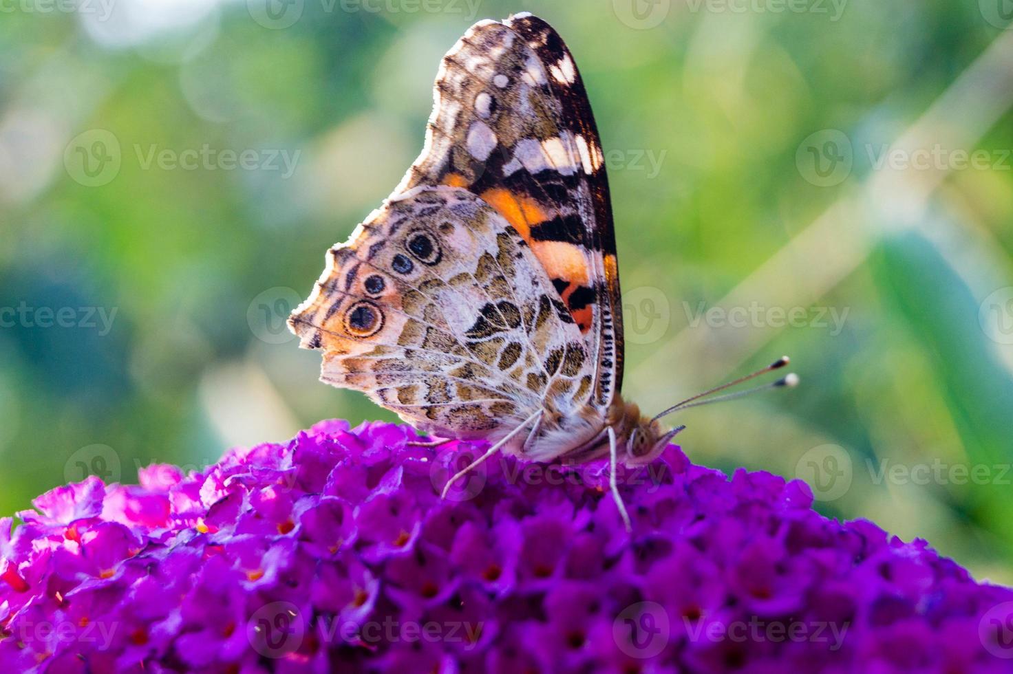 Schmetterling Vanessa Cardui oder Cynthia Cardui im Garten foto