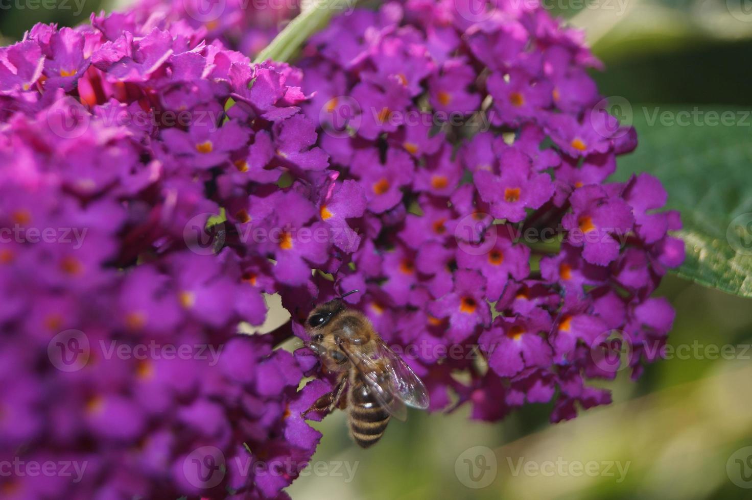 buddleja davidii der Schmetterlingsstrauch foto