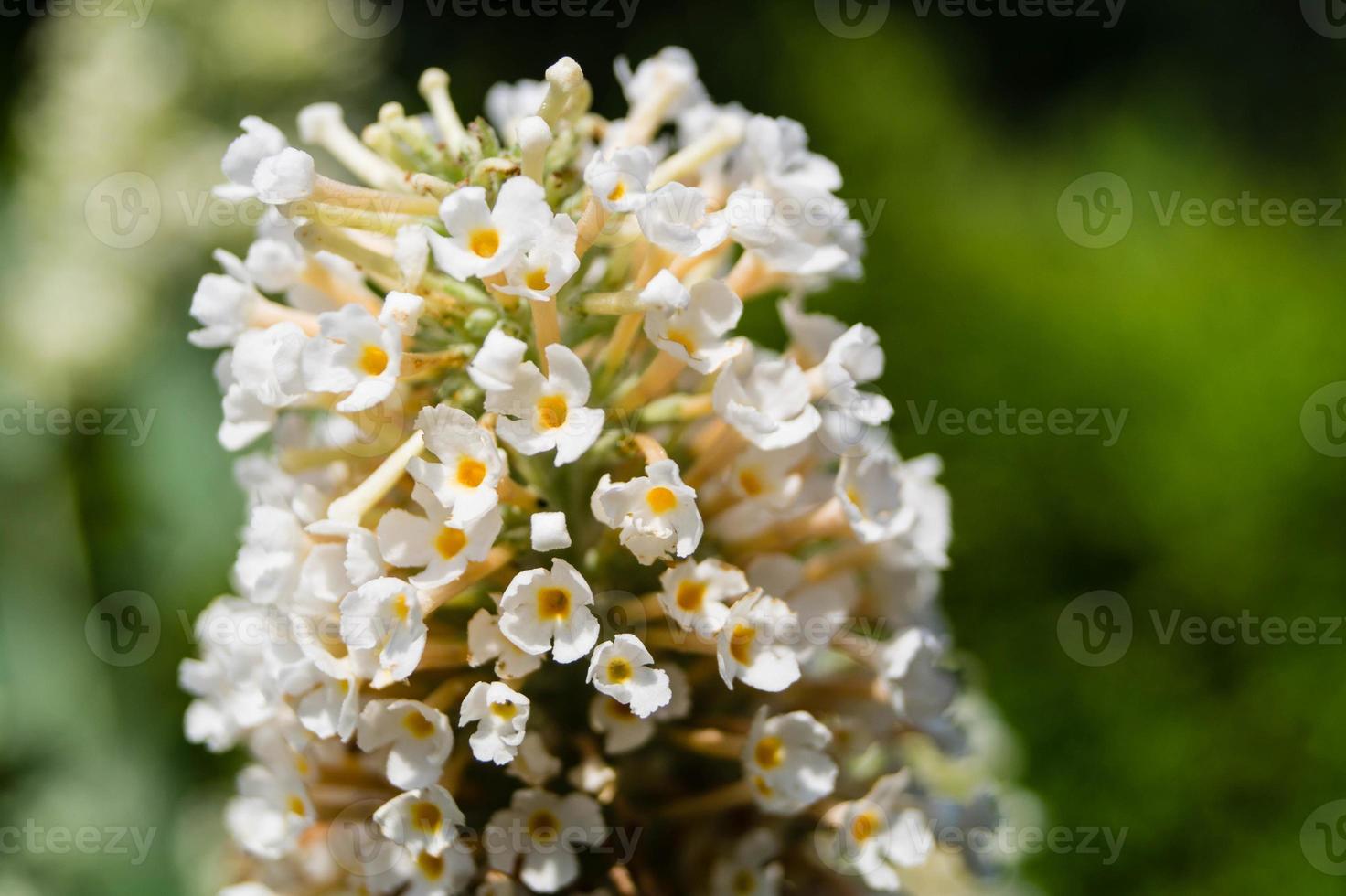 buddleja davidii der Schmetterlingsstrauch foto