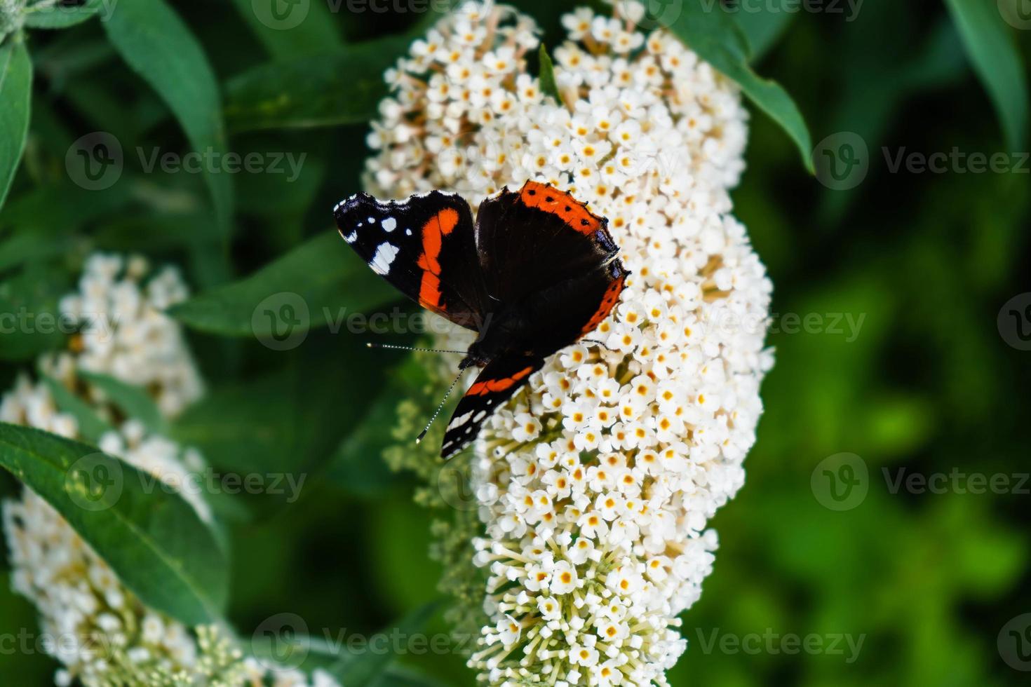 buddleja davidii der Schmetterlingsstrauch foto